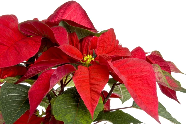 Poinsettia aislada en blanco — Foto de Stock