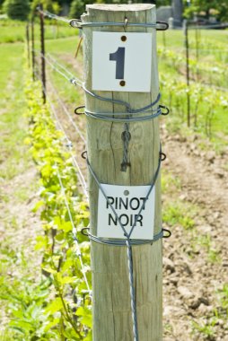 Row of Pinot Noir Vines in the Spring clipart