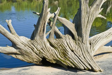 grote wortel door de vijver