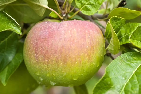 ツリー上の macintosh りんご — ストック写真