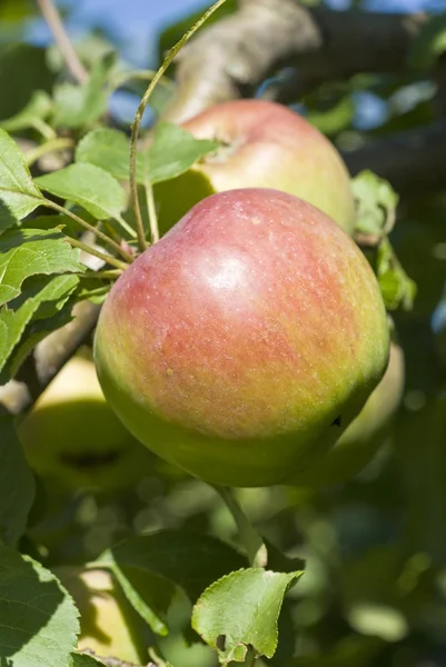 Apples on the Tree — Stock Photo, Image