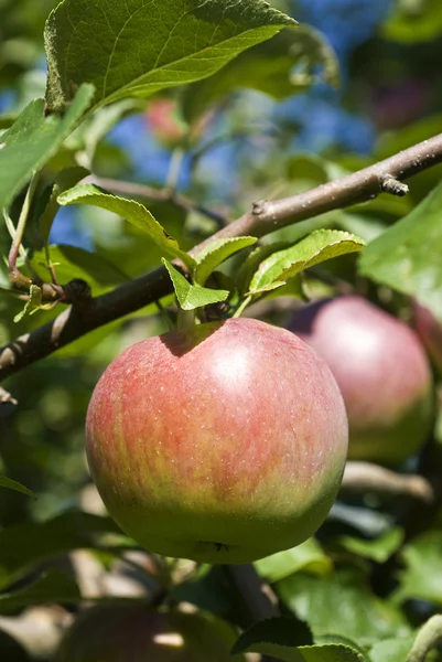 Apples on the Tree — Stock Photo, Image