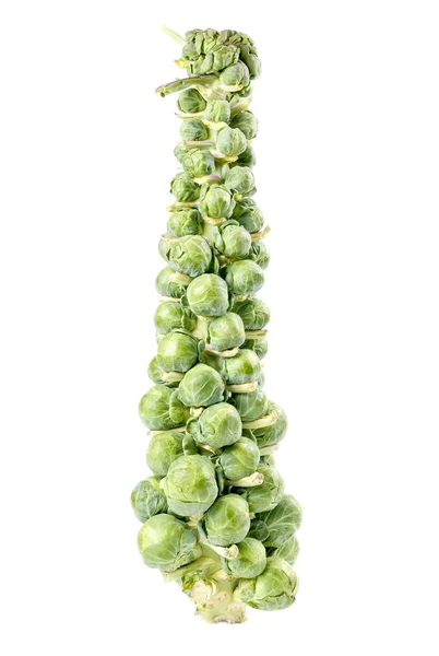 A Stalk of Brussels Sprouts — Stock Photo, Image