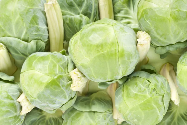 Closeup of a Stalk of Brussels Sprouts — Stock Photo, Image