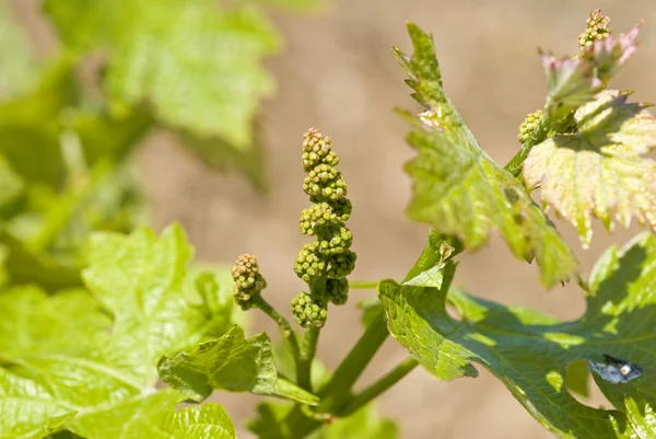 Cabernet Sauvignon Flores de uva — Foto de Stock