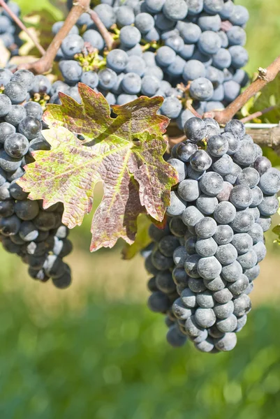 Bunches of Cabernet Sauvignon Grapes — Stock Photo, Image