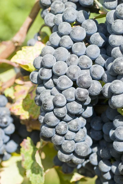 Bunches of Cabernet Sauvignon Grapes — Stock Photo, Image