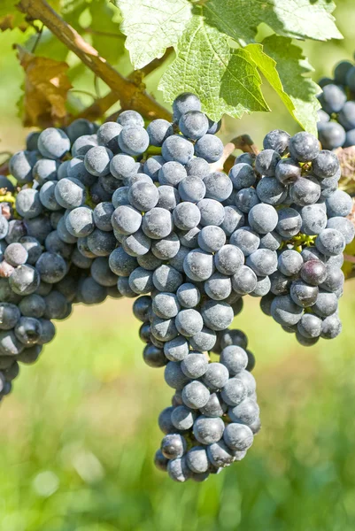 Bunches of Cabernet Sauvignon Grapes — Stock Photo, Image