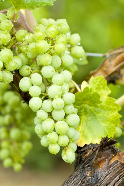 Wine Grape on the Vine — Stock Photo, Image