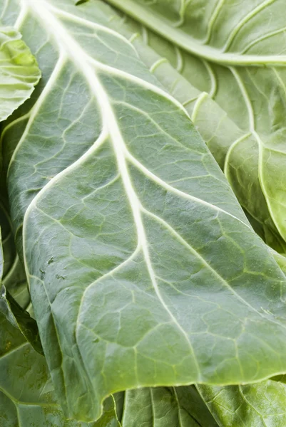 Savory Cabbage Leaf Back Lit — Stock Photo, Image