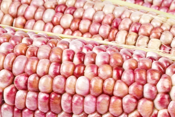 Скарлет кукурудзи крупним планом — стокове фото