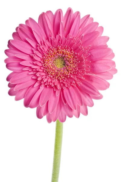 Pink Gerbera Isolated on White — Stock Photo, Image
