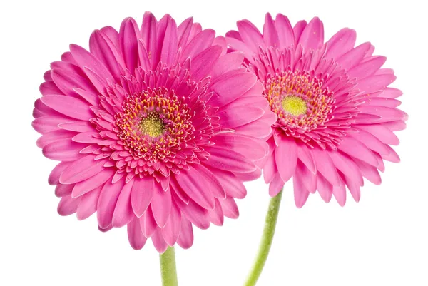 Gerberas rosadas aisladas en blanco — Foto de Stock