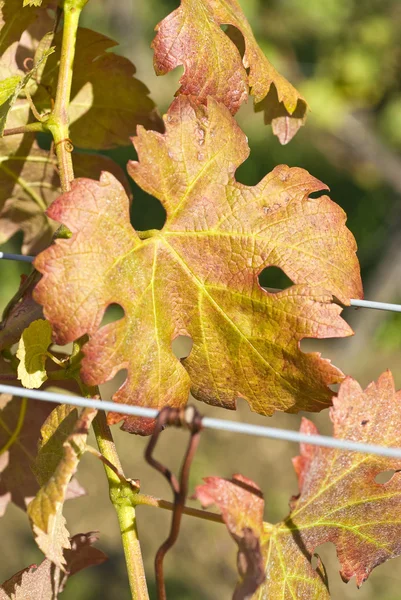Bunte Traubenblätter im Herbst — Stockfoto