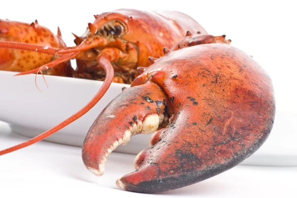 Cooked Lobster — Stock Photo, Image