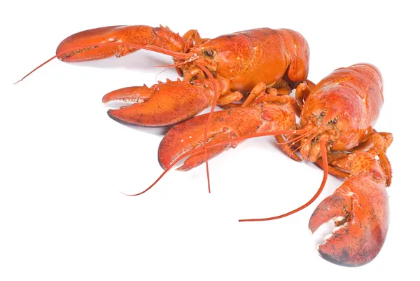 Male and Female Lobster — Stock Photo, Image