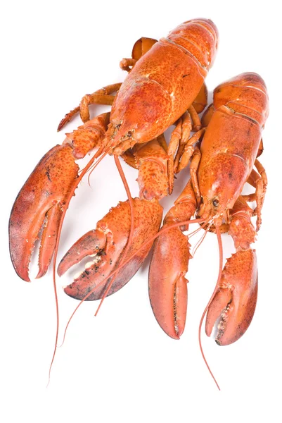 Male and Female Lobster — Stock Photo, Image