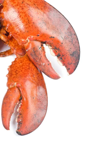 kadın ve erkek ıstakoz pençe