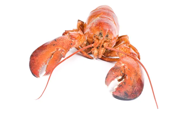 Male Lobster — Stock Photo, Image