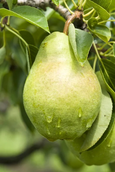 Bartlett Pear Hanging on the Tree — Stock Photo, Image