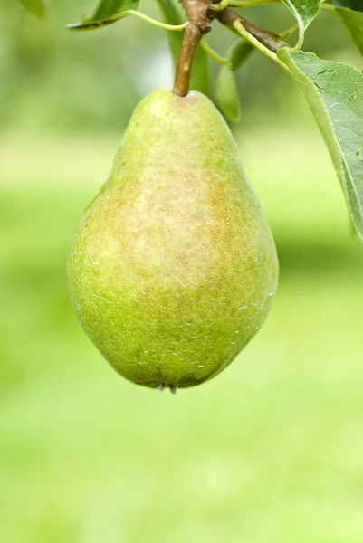 Bartlett Pear Hanging on the Tree — Stock Photo, Image
