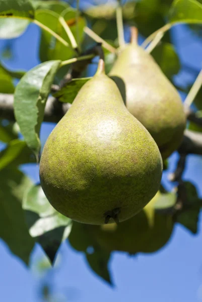 Bosc Pears on the Tree — Stock Photo, Image