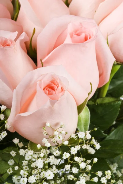 Roze rozen met babys adem — Stockfoto