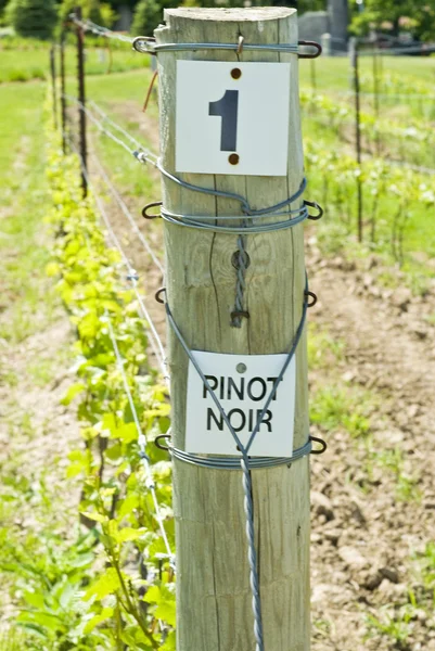 Weinreihe Pinot Noir im Frühling — Stockfoto