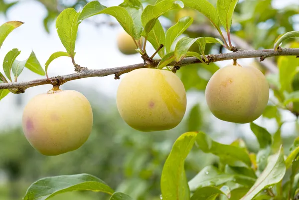 Yellow Plums Hanging on the Tree — Stock Photo, Image