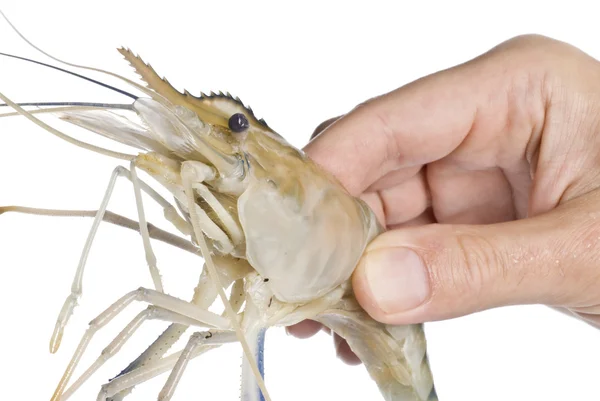 Hand Holding a Big Shrimp — Stock Photo, Image