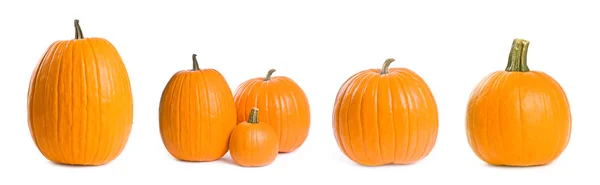 Collection of Pumpkins — Stock Photo, Image