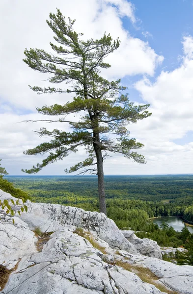 One Lonely Pine Tree on Top of a Mountain — Stock Photo, Image