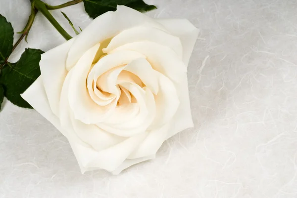 Close-up van een witte roos op geweven papier — Stockfoto