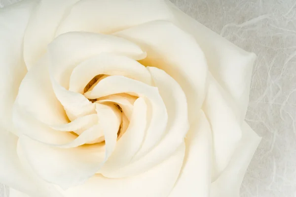 Close-up of a White Rose on Textured Paper — Stock Photo, Image