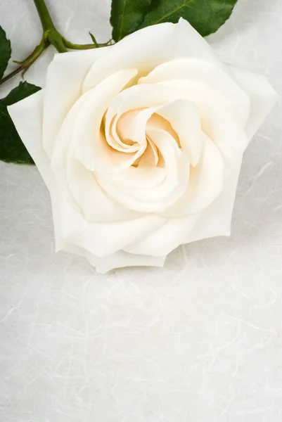 Close Up Of A Bouquet Of White Roses 图库照片 C Chiyacat