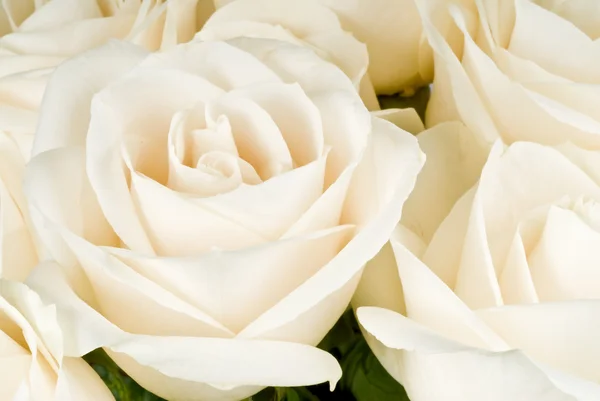 Zbliżenie: bukiet białych róż — Zdjęcie stockowe