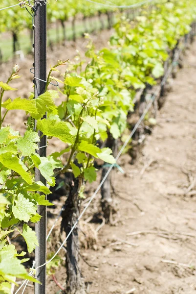 Chardonnay-Reben im Frühling Stockbild