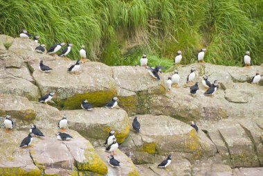 Puffins