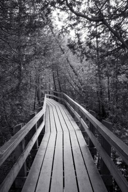 Ormanda sahil yürüyüşü