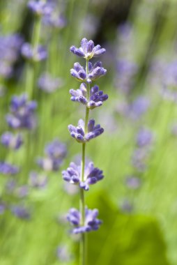 Lavanta çiçekleri yakın plan