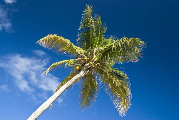 Palmboom tegen diep blauwe luchten — Stockfoto