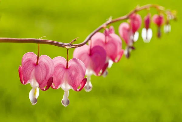 Bleeding Heart — Stock Photo, Image