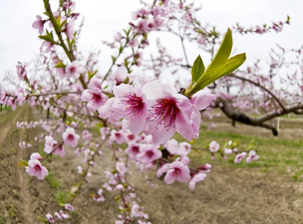 Virágok cseresznye fa — Stock Fotó