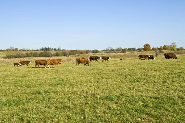 Vaca e seus bezerros no campo — Fotografia de Stock