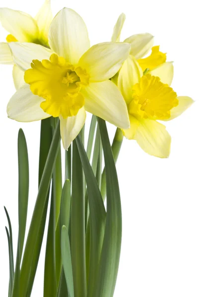 Yellow Daffodils Isolated on White — Stock Photo, Image