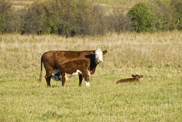 Mucca e i suoi vitelli nel campo — Foto Stock