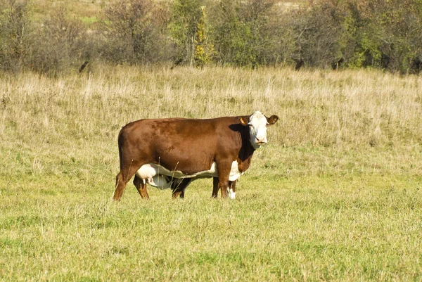 Vaca e no Campo — Fotografia de Stock