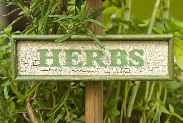 Hierba fresca de romero en el jardín — Foto de Stock