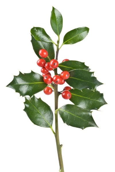 Christmas Holly Isolated on White — Stock Photo, Image