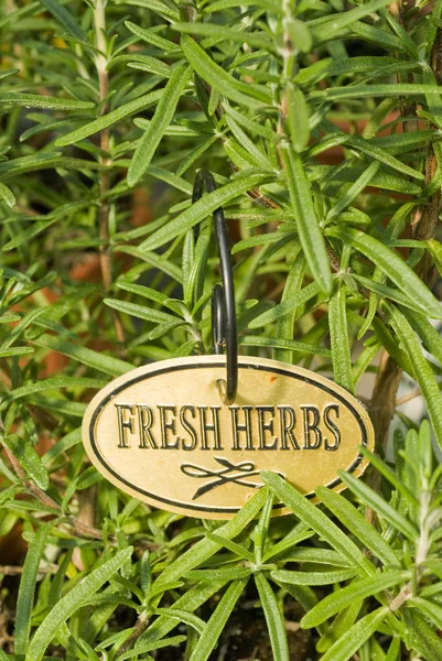 Fresh Rosemary Herb in the Garden — Stock Photo, Image